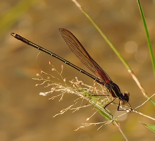 Male
12 June 2009  SC